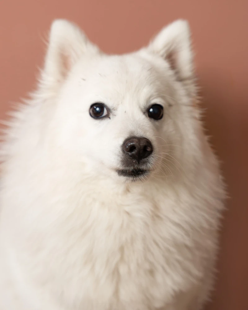 Ice Kantoorhond